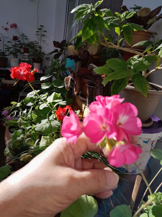 Комнатые цветы, Герань