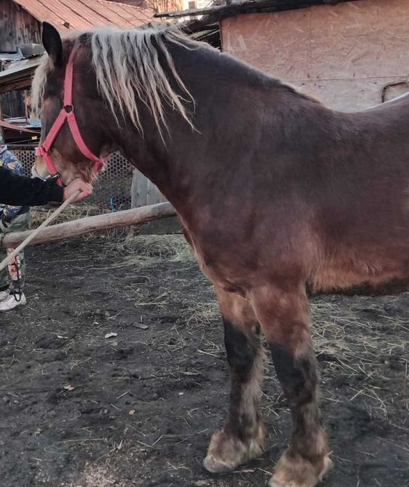 De vanzare manz de doi ani