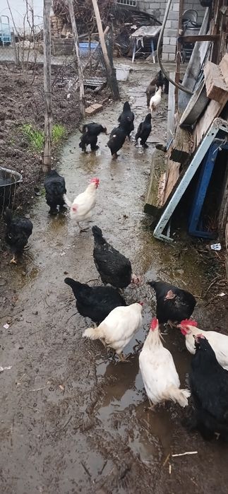 Товуклар Оптим сотилади 20та