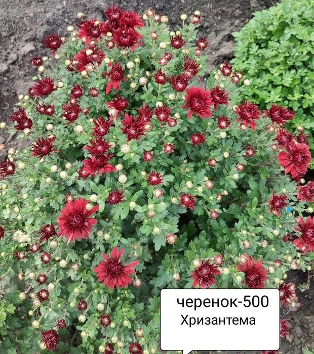 Хризантема мультифлора в наличии.