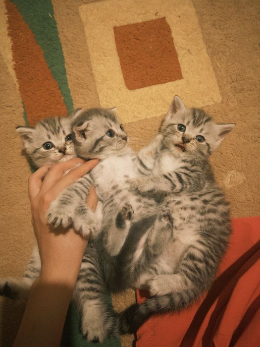 Продаются котята!