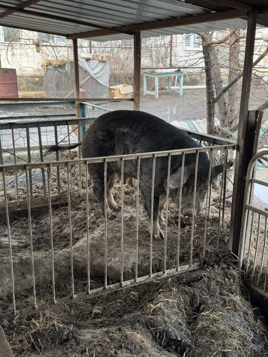 Продам кабана  производителя