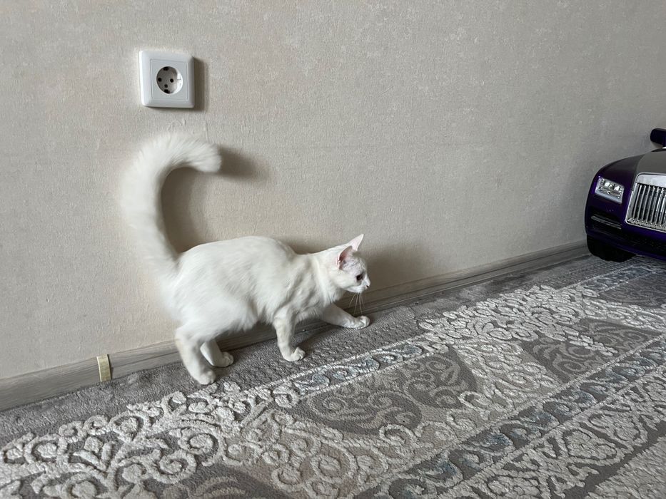 Отдам кошку в добрые руки