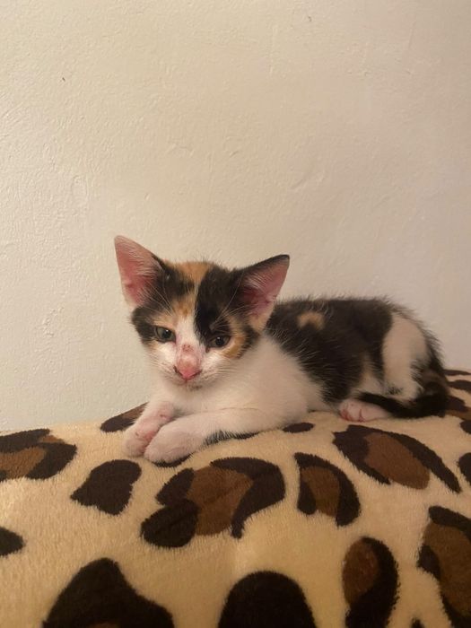 Pui de pisica spre adoptie