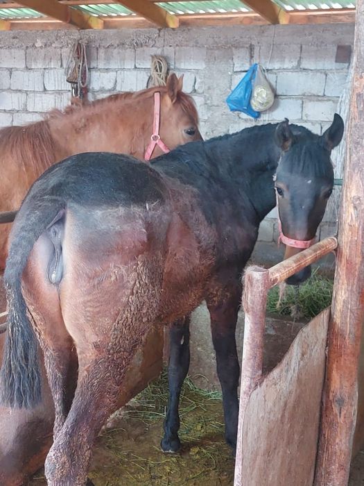 Ұрғашы тай сатылады ,