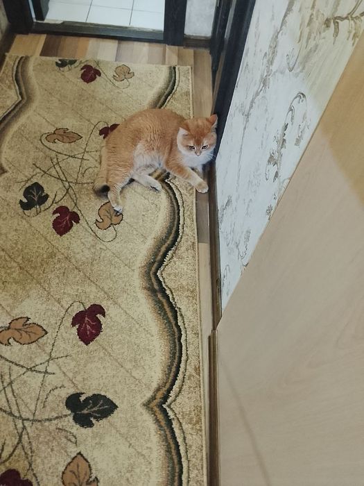 Sotiladi Britanskiy zalatistiy shinshila Ny12