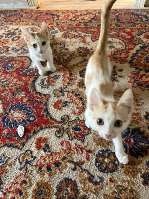 Кошки бесплатно