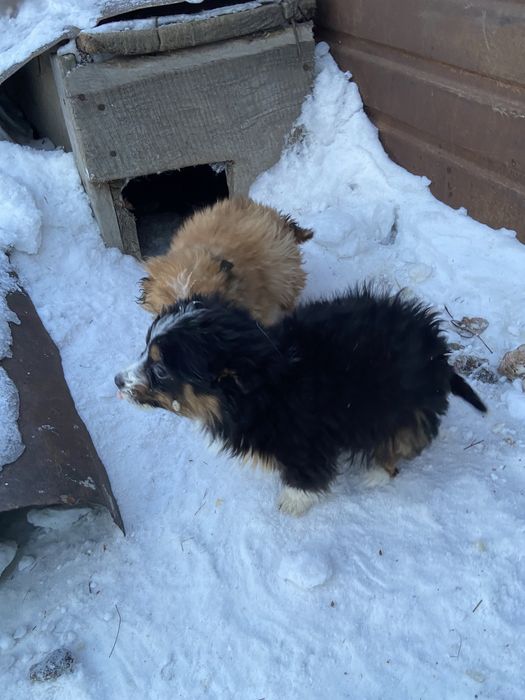 Отдам зенят в добрые руки