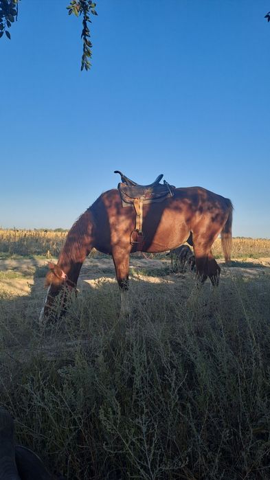 Айгыр сатам 6 жаста