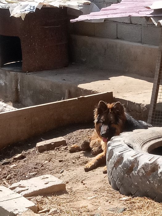 Raelni oladiganlar tel qiling