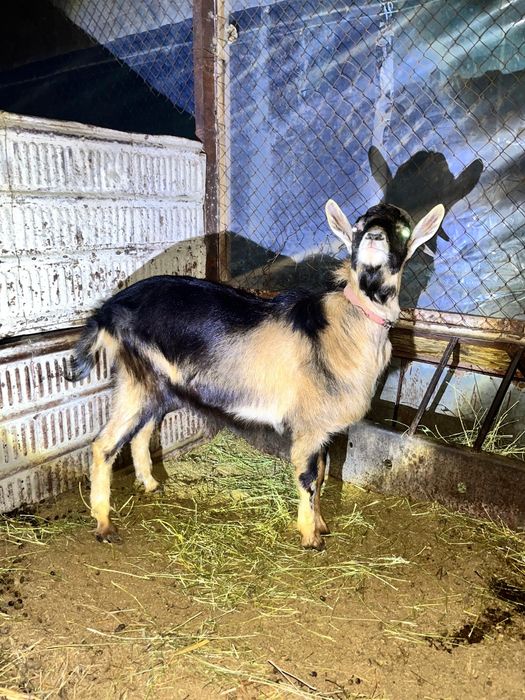 Альпийский козы.