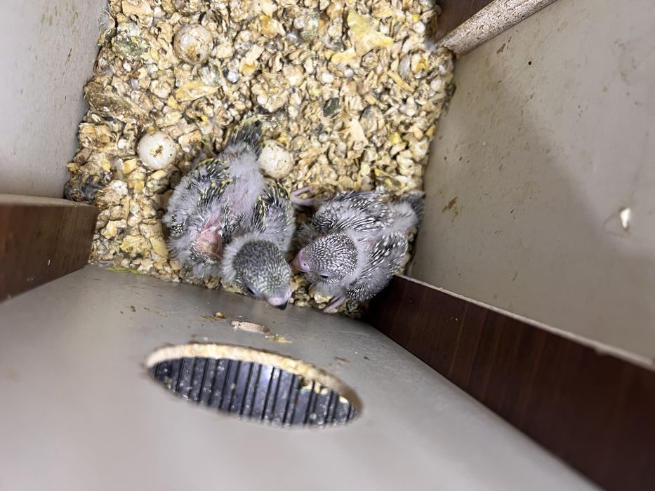 Птенцы попугая Чех