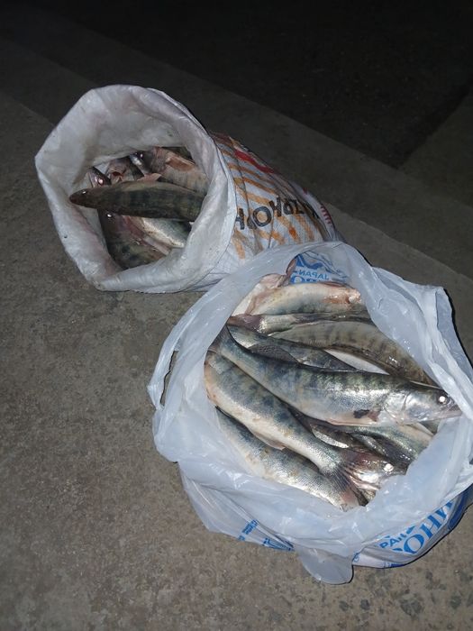 Судак балық,судак балық