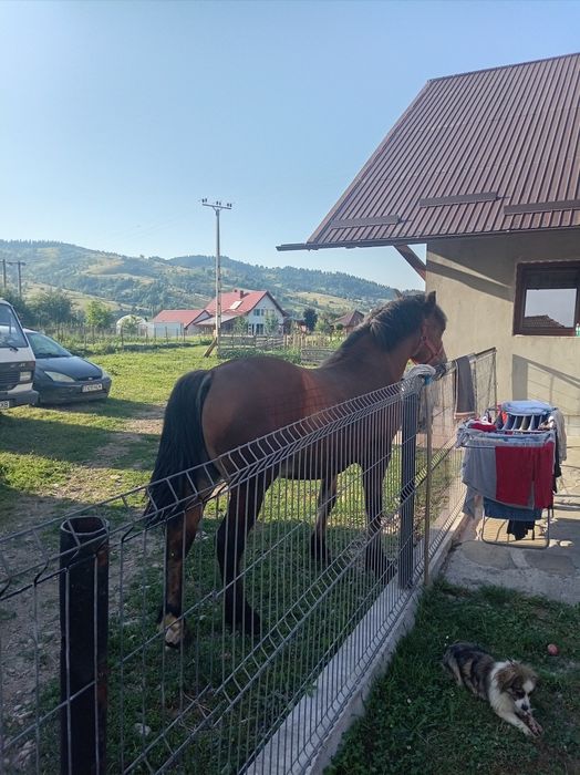Vand mânz de un 1 ani