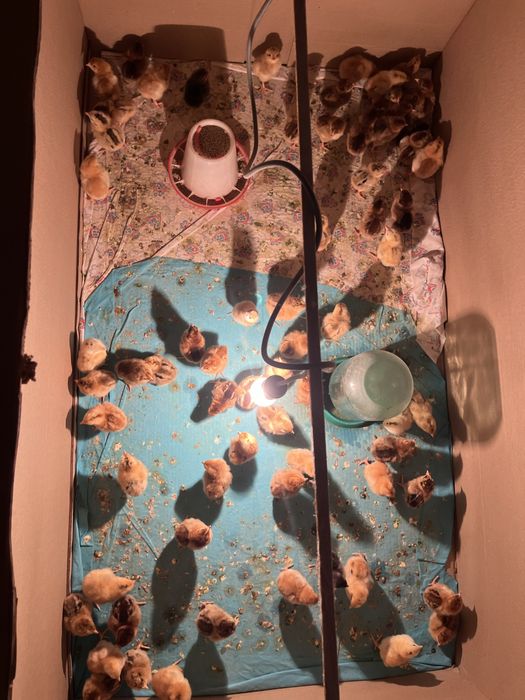 Кучинский балапан сатылады