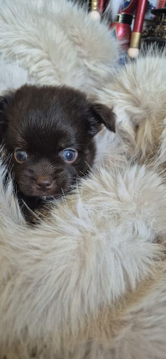 Chihuahua ciocolatiu cu acte