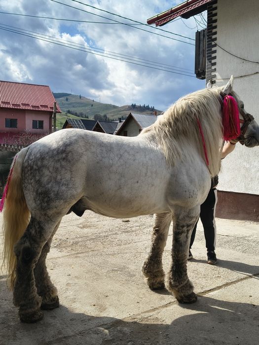 Vând harmasar de 8 ani foarte cuminte lucrat la pădure