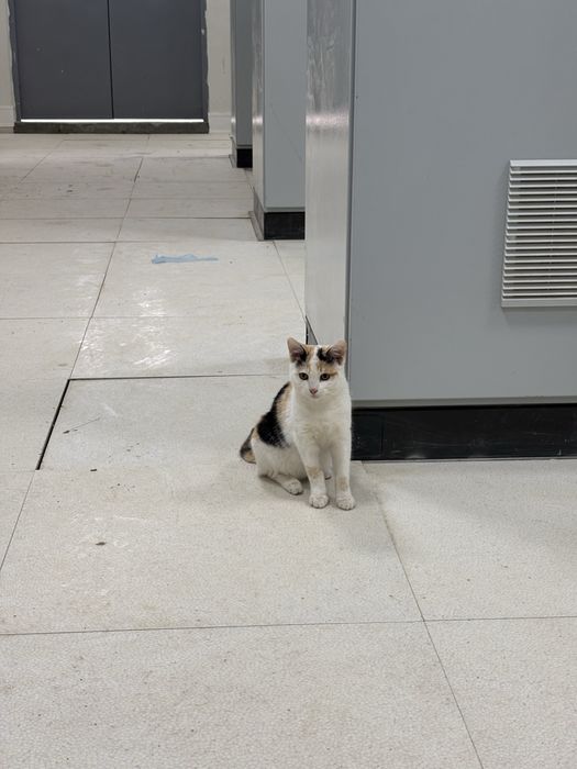 Кошка в добрые руки!!!