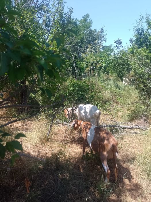 Vand capre rasa tinere detalii la telefon