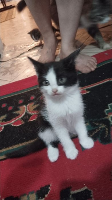 Отдам котят в добрые руки