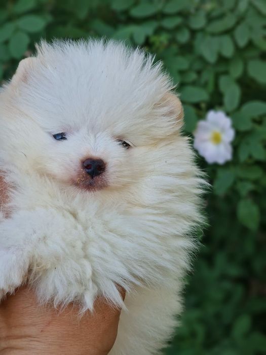 Продам шикарных щенков шпица