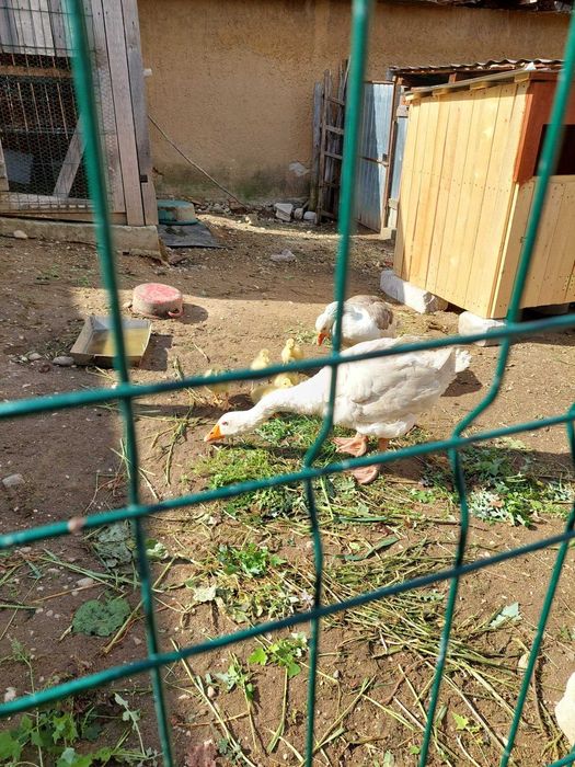 Vand pui de tara si gasca cu boboci