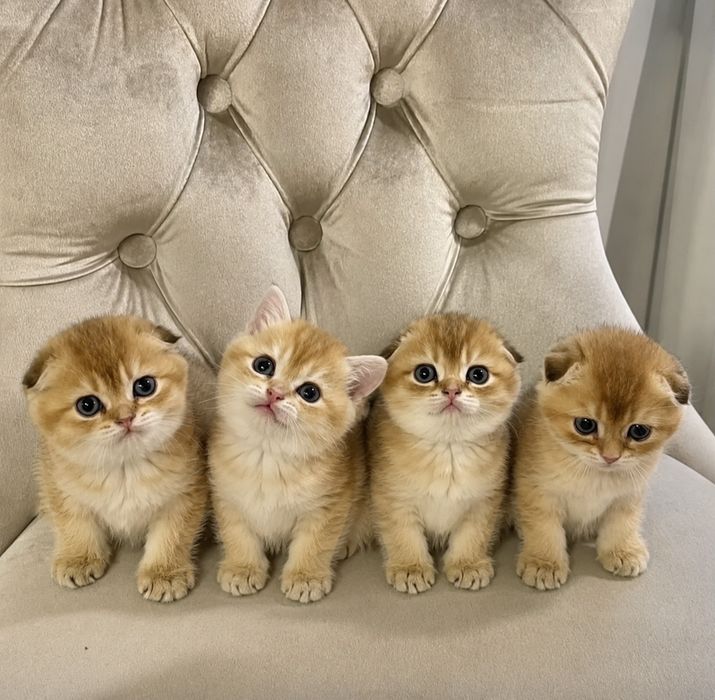 Золотые шиншиллы