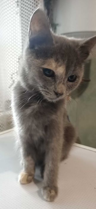 Отдам котят, подростки, в добрые