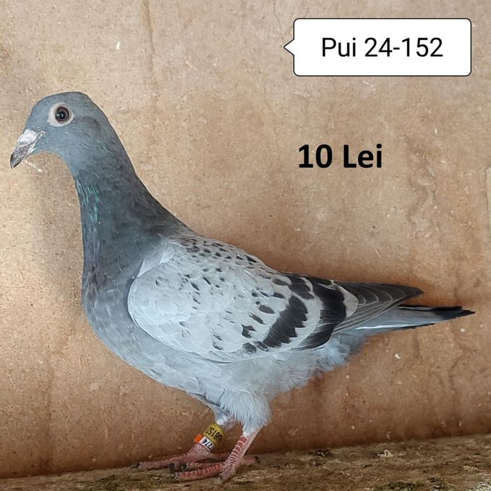 Porumbei voiajori de vanzare