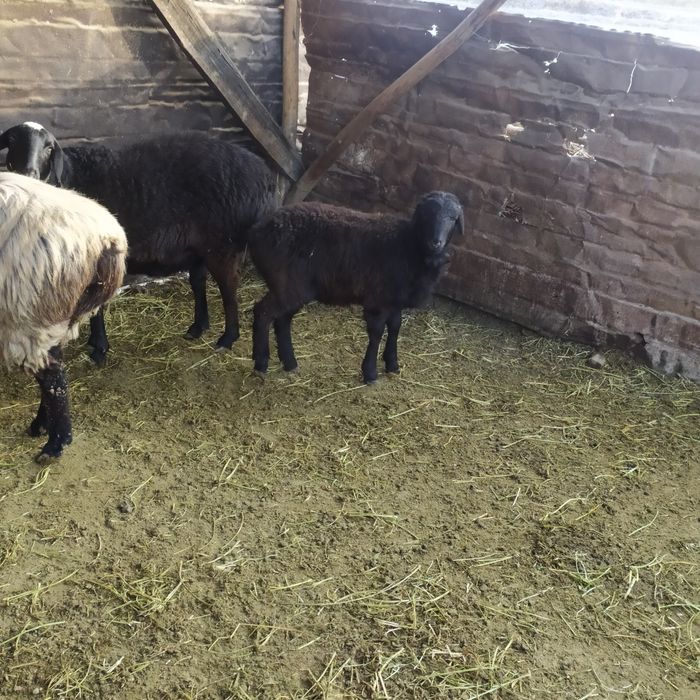 Moda qazoqi baracha sotiladi