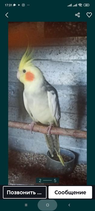 Капелла попугай домашние