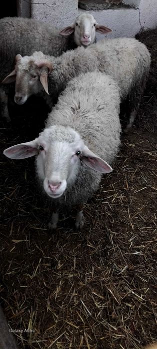 три мъжки шилета