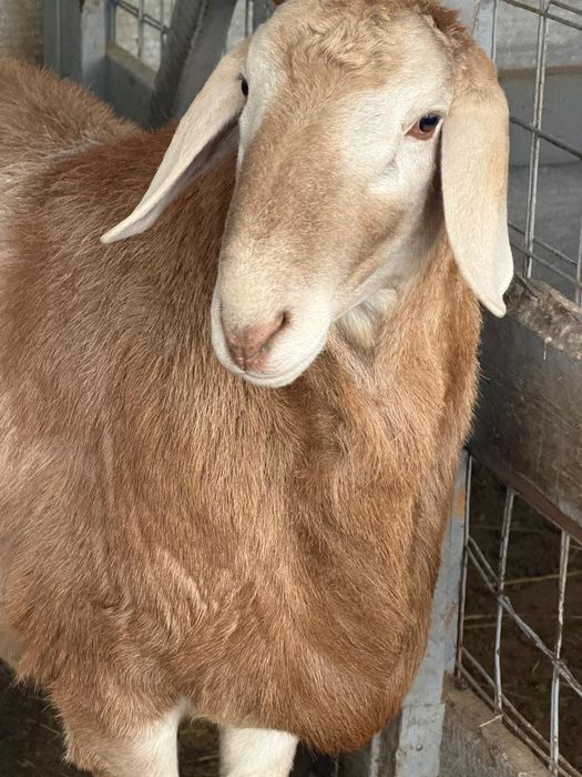 Продам кочкара Арашан