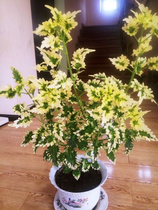 Колиус - комнатное растение