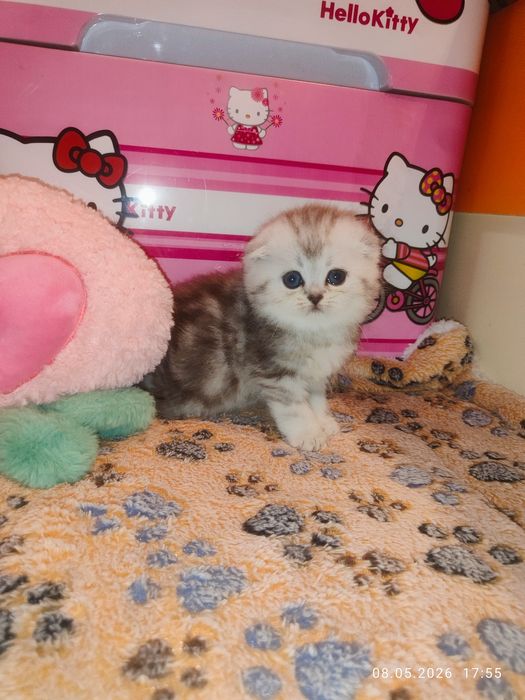 Продается Скоттиш ФОЛД девочка