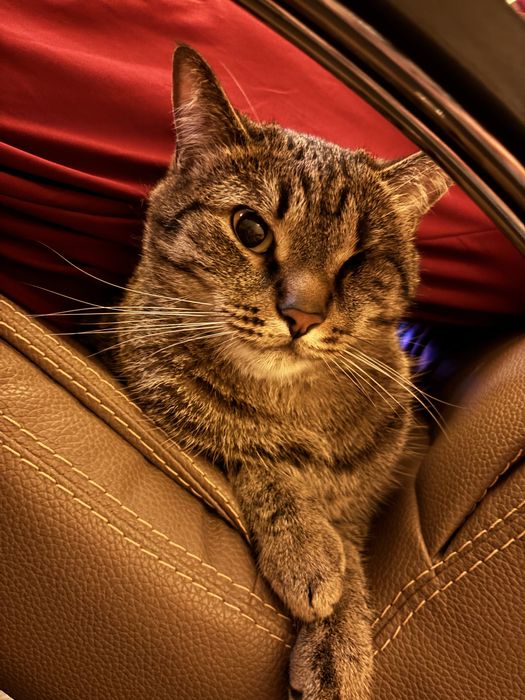 Стерилизованный молодой кот ищет дом