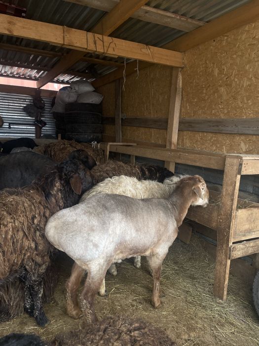 Қой-тоқты сатылады Бараны и овцы пр-ся