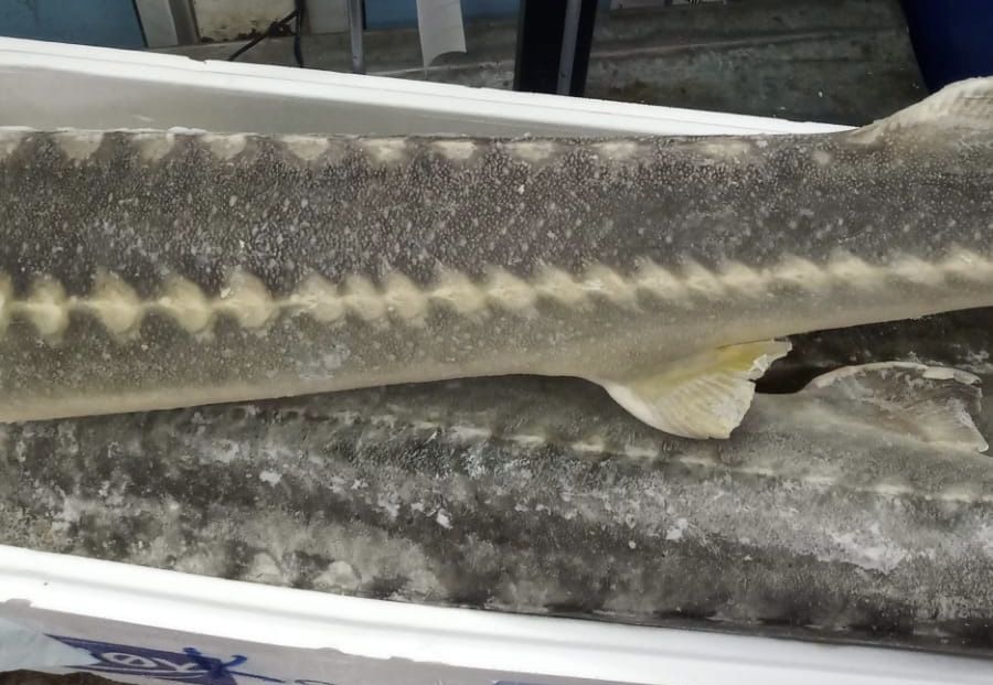 Свежемороженый осетр без гол и хвоста