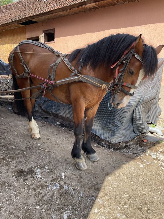 Vand un manz de doi ani este castrat merge si in doi si in doi
