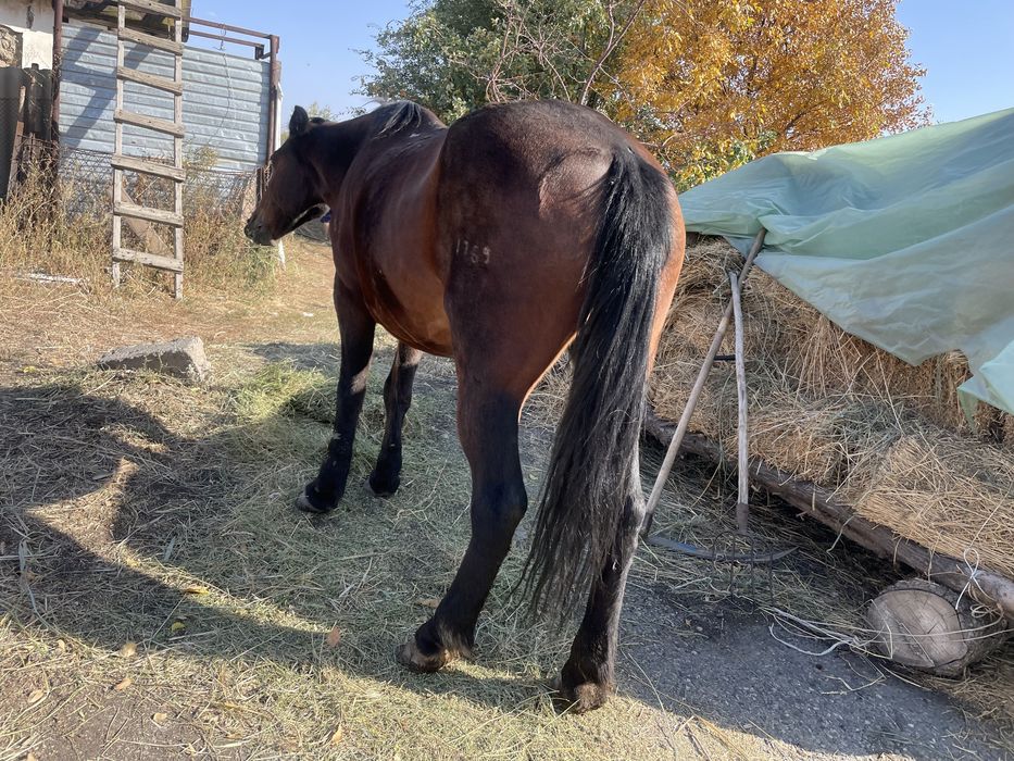 Жылқы  сатам продам кобылу