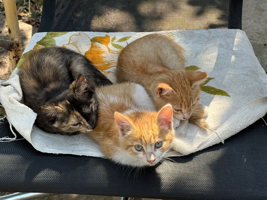 Отдам котят в добрые руки!