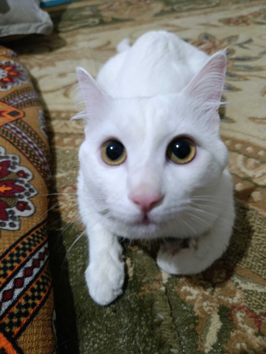 Турецкий ангора кошка