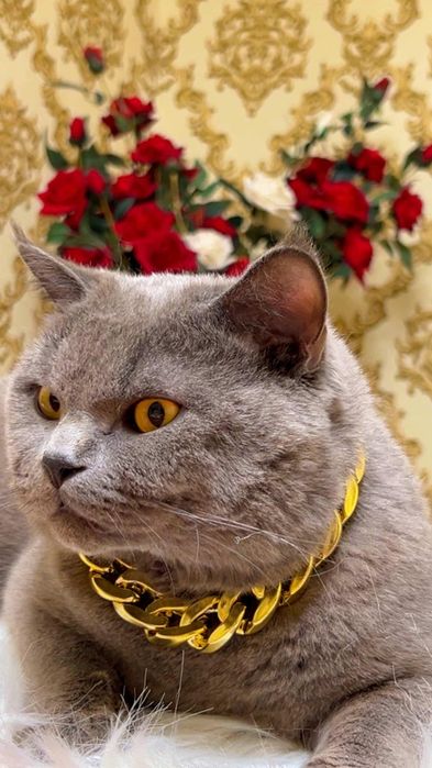 Временно выставляется на вязки Привозной