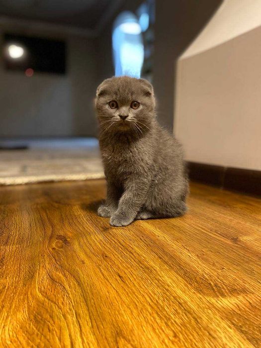 mushuk скоттиш фолд