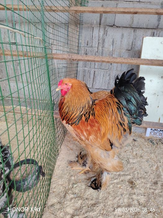 Яйцо Палевый Брамы Инкубационные..