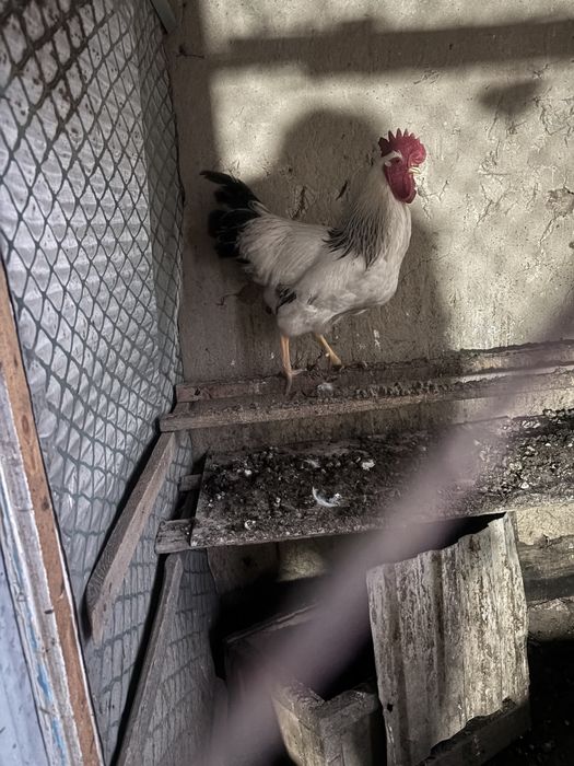 Адлер Қоразы сатлады