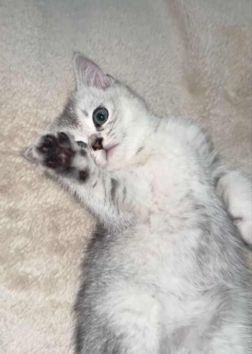 Британская серебристая шиншилла. Котята 2 месяца