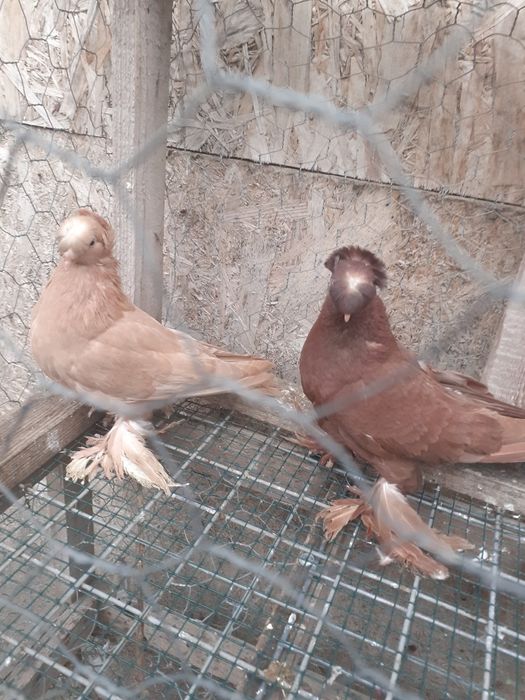 Jucatori de botosani