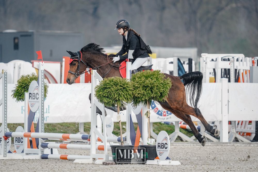 Cal pursange arab 7 ani