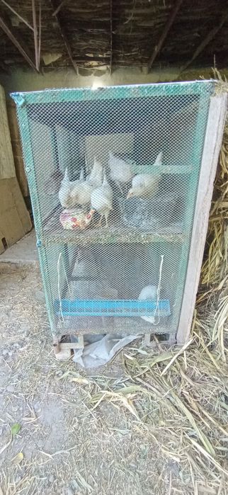 Kattak sotiladi temirlik sifati zoʻr
